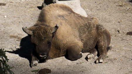 Buffalo in in a zoo enclosureの写真素材