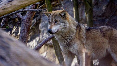 Shot taken from high distance from a wolf pack. Wild Wolves in the alps