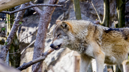 Shot taken from high distance from a wolf pack. Wild Wolves in the alpsの写真素材