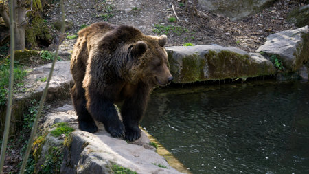 Bear in alp zoo in Innsbruck on April the 4th.の写真素材