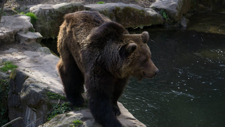 Bear in alp zoo in Innsbruck on April the 4th.の写真素材