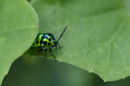 colorful beetle green leaf