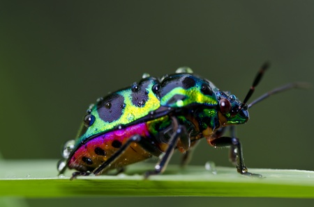 jewel beetle
