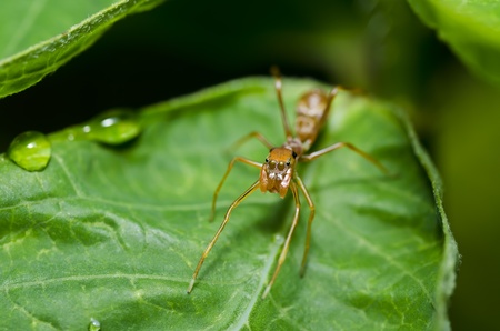 spider ant Please save the world protect the natureの写真素材