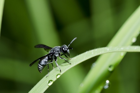 black wasp Please save the world protect the natureの写真素材