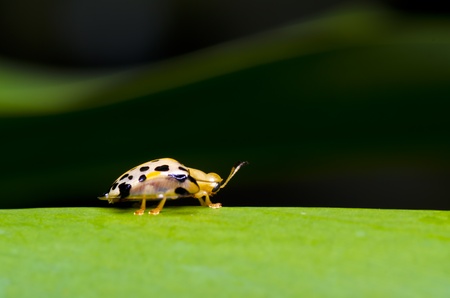 orange beetle on green leaf Please save the world protect the natureの写真素材