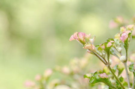 pink weed on the way