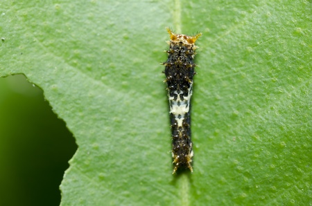 worm in garden or in forestの写真素材