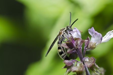 wasp in green natureの写真素材