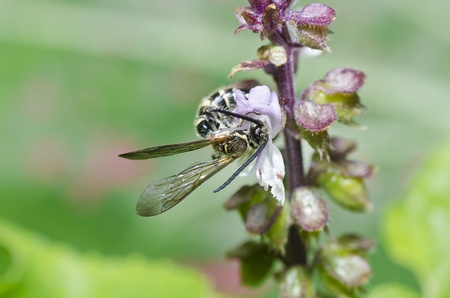 wasp in green nature