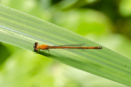 little dragonfly in green natureの写真素材