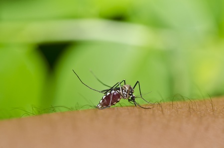 mosquito in the city or in forestの写真素材