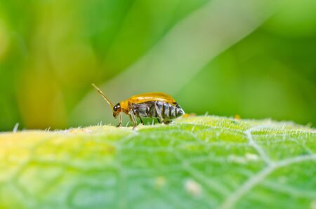 orange beetle in green nature or in the garden or parkの写真素材
