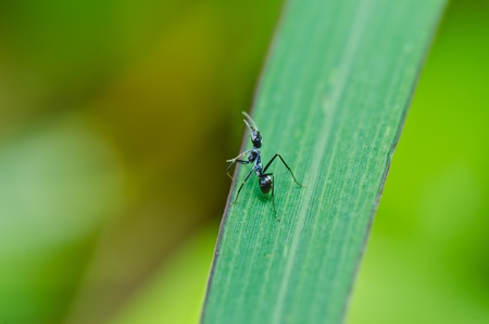 black ants in green nature or in the gardenの写真素材