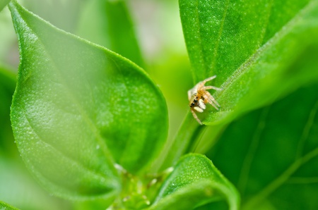 jumping spider in green nature or in gardenの写真素材
