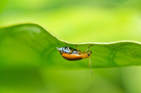 orange beetle in green nature or in the garden or parkの写真素材