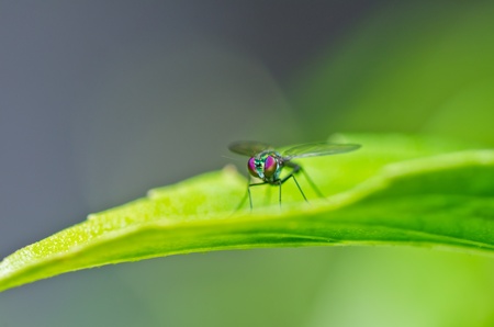 long legs fly in green nature or in the gardenの写真素材