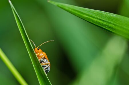 orange beetle in green nature or in garden