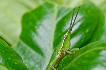grasshopper in green nature or in the farm