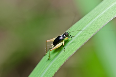 Insect cricket in green nature or in farm
