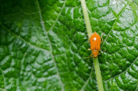orange beetle in green nature or in garden