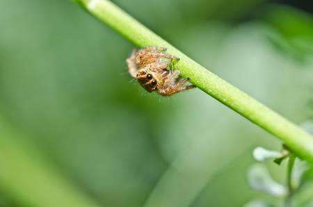jumping spider in green nature or in forestの写真素材