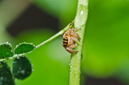 jumping spider in green nature or in forest
