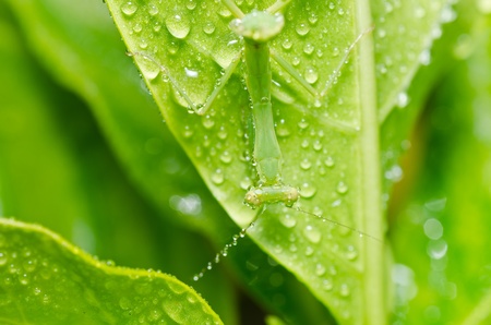 little mantis in green nature or in the gardenの写真素材