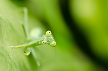little mantis in green nature or in the garden