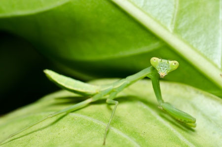 little mantis in green nature or in the gardenの写真素材