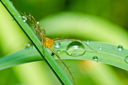 long legs spider in green nature or in forest or in garden