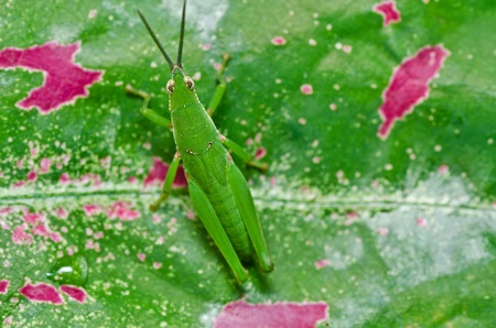 grasshopper in green nature or in farm