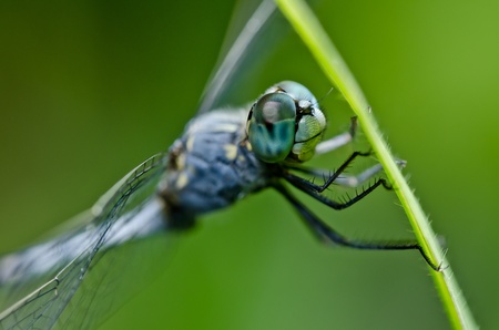 dragonfly  in green nature or in the gardenの写真素材