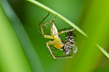 long legs spider in green nature or in garden