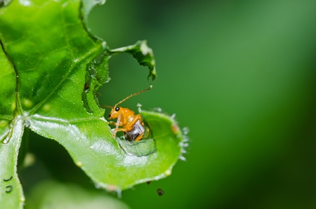 orange beetle in green nature or in garden
