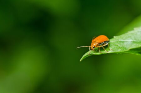 orange beetle in green nature or the gardenの写真素材
