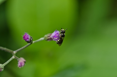 Fruit files or Flower files in green nature or in the garden