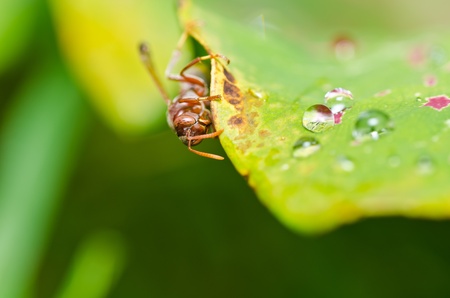 wasp in green nature or in garden. It's danger.の写真素材