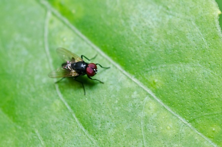 fly in green nature or in the city