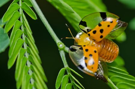 orange beetle in green nature or the gardenの写真素材