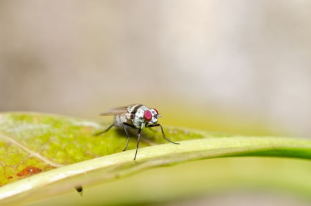 fly in green nature or in the cityの写真素材