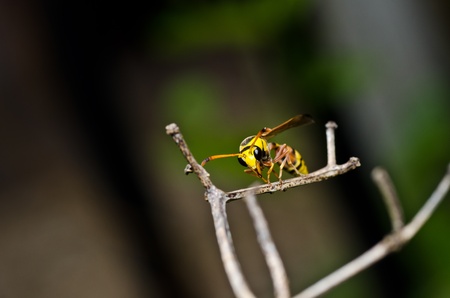 yellow wasp in green nature or in the gardenの写真素材