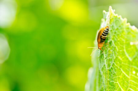 orange beetle in green nature or the gardenの写真素材