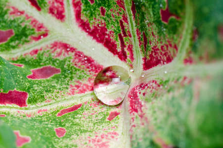 fresh water drops in green nature or in forestの写真素材