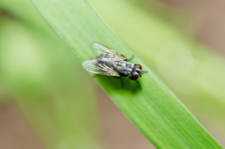 fly in green nature or in the city