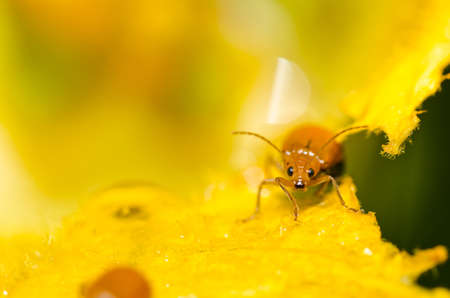 orange beetle in green nature or the garden