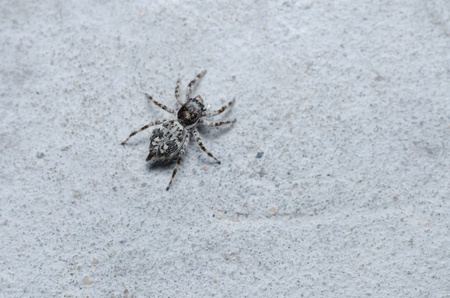 spider in nature or in the garden