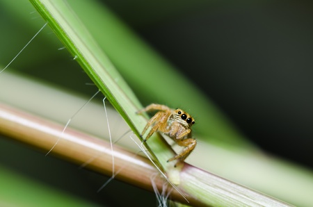 jumping spider in green nature or in the garden