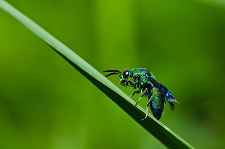wasp in green nature or in garden. It's danger.