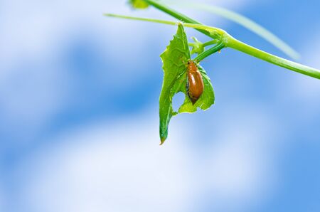 orange beetle in green nature or the garden